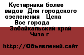 Кустарники более 100 видов. Для городского озеленения › Цена ­ 70 - Все города  »    . Забайкальский край,Чита г.